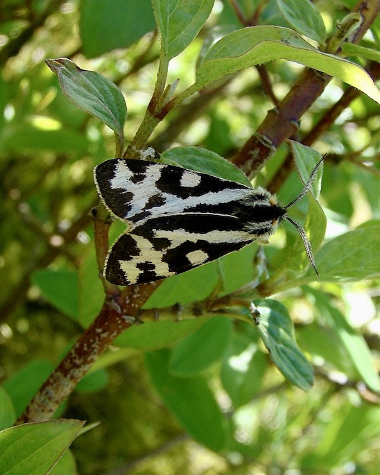 wood tiger